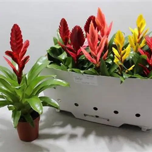 Vriesea mix Schnapchen von  Uhr T12 H33
