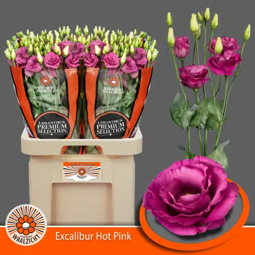 Lisianthus rosa excel hot pink waalzicht