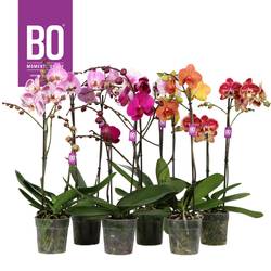 Phal. 2-R mix Funda BO T12 H050