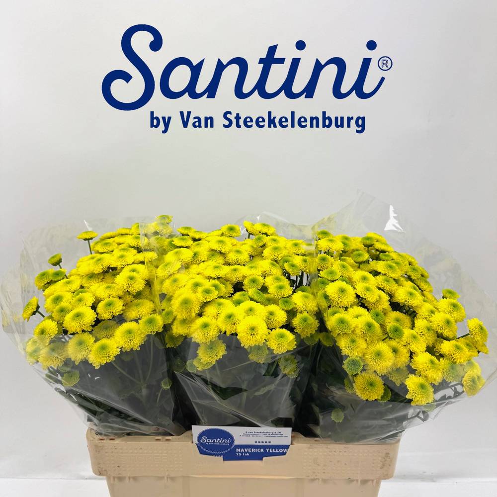 Santini gelb Maverick Yellow 55cm 800 Gramm