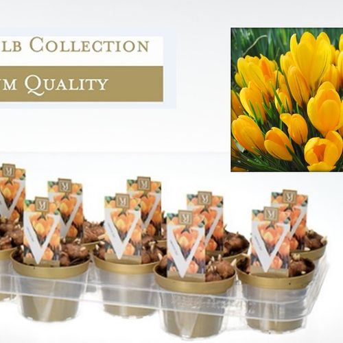 Crocus gelb T10 H12