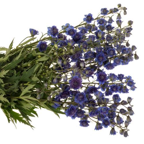 Delphinium lila/dunkel blau Sweet sesation 90cm