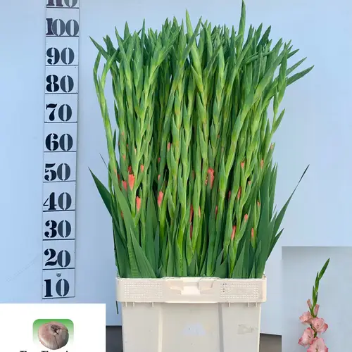 Gladiole lachs Louise 95cm
