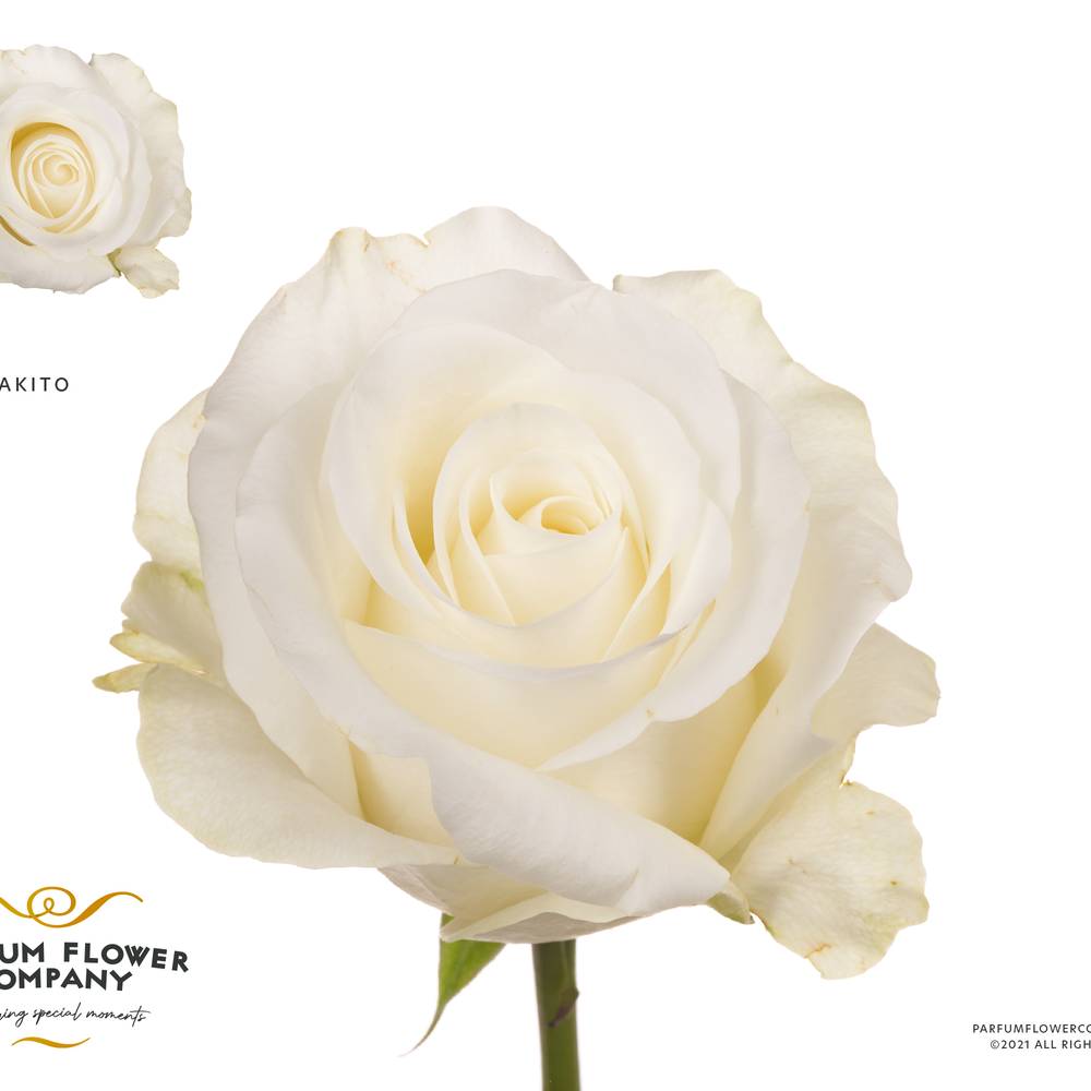 Rose creme/weiss Akito 50cm