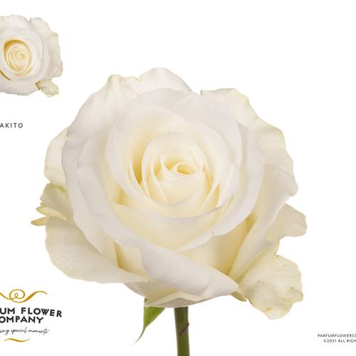 Rose creme/weiss Akito 50cm