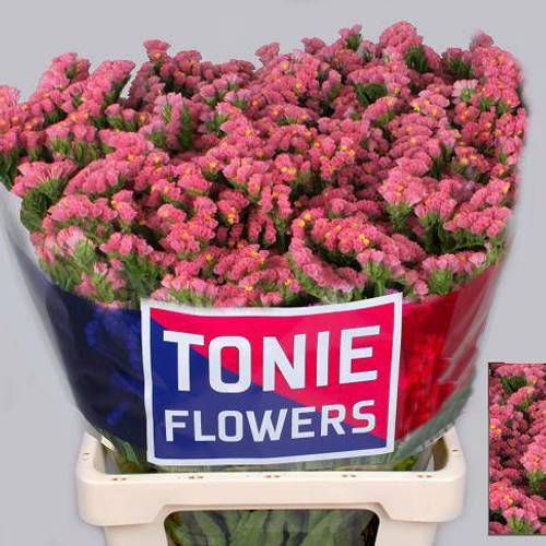 Statice rosa Amazon Birds 55Gramm 70cm