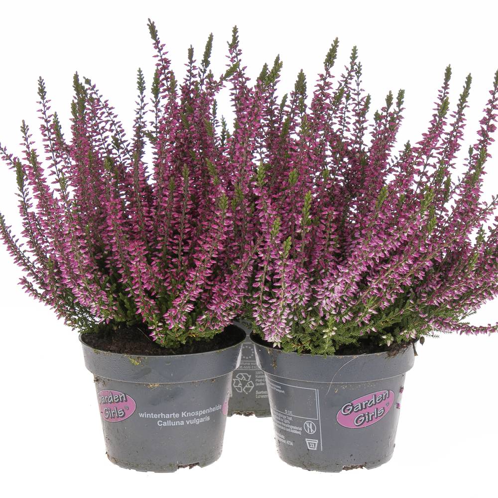 Calluna Gg lila T11 H25 - double