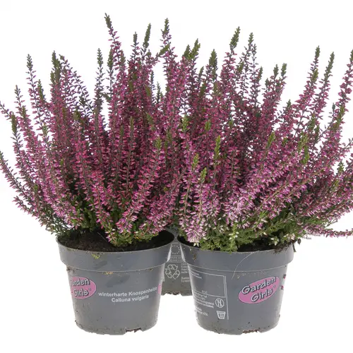 Calluna Gg lila T11 H25 - double