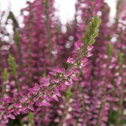 Calluna Gg lila T11 H25 - double