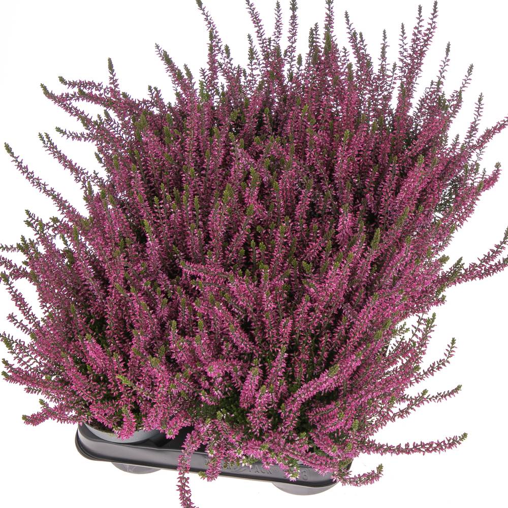 Calluna Gg lila T11 H25 - double