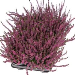 Calluna Gg lila T11 H25 - double