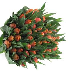 Tulpe orange doppel Caracas 32 Gramm