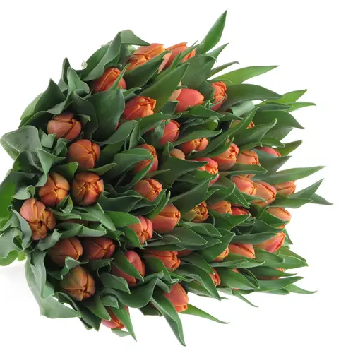 Tulpe orange doppel Caracas 32 Gramm