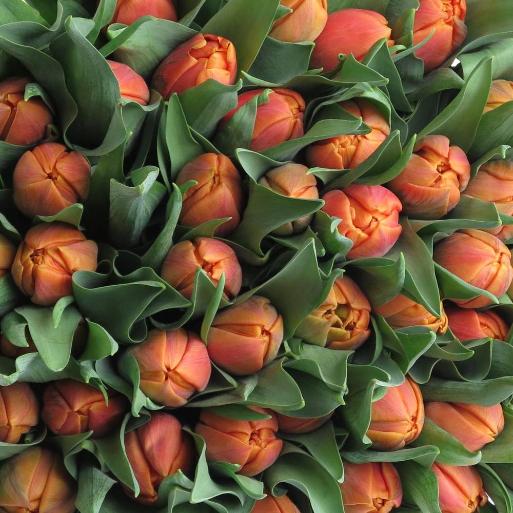 Tulpe orange doppel Caracas 32 Gramm