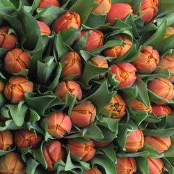 Tulpe orange doppel Caracas 32 Gramm
