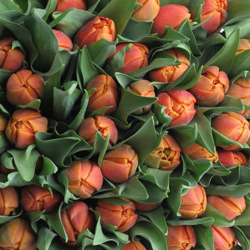 Tulpe orange doppel Caracas 32 Gramm