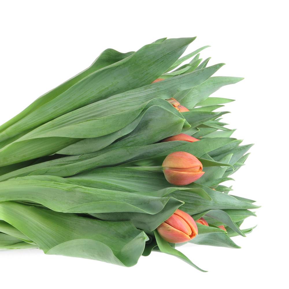 Tulpe orange doppel Caracas 32 Gramm