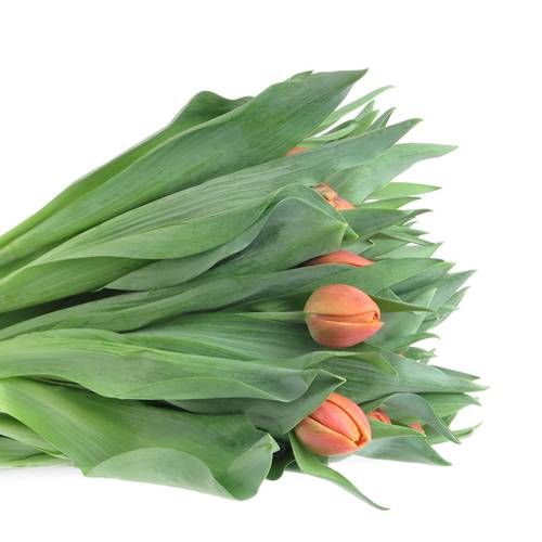 Tulpe orange doppel Caracas 32 Gramm