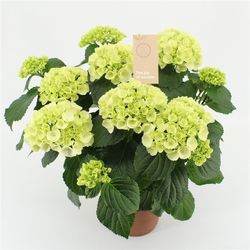Hortensie weiss 9-10Bl. T14 H040
