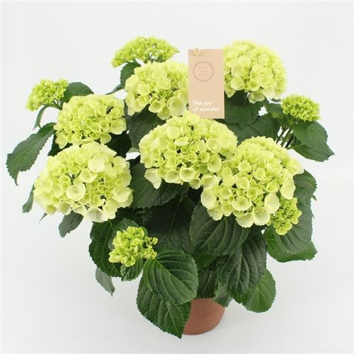 Hortensie weiss 9-10Bl. T14 H040