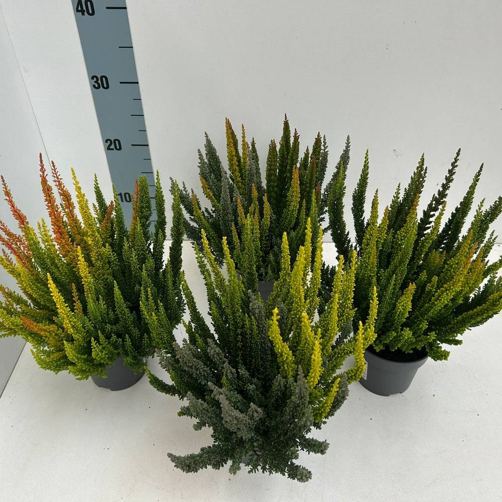 Calluna Skyline Trio T10,5 H033