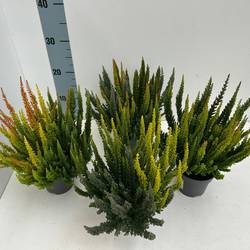 Calluna Skyline Trio T10,5 H033