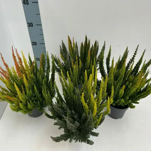 Calluna Skyline Trio T10,5 H033