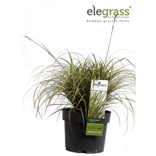 Carex Brunnea Variegata T19 H40