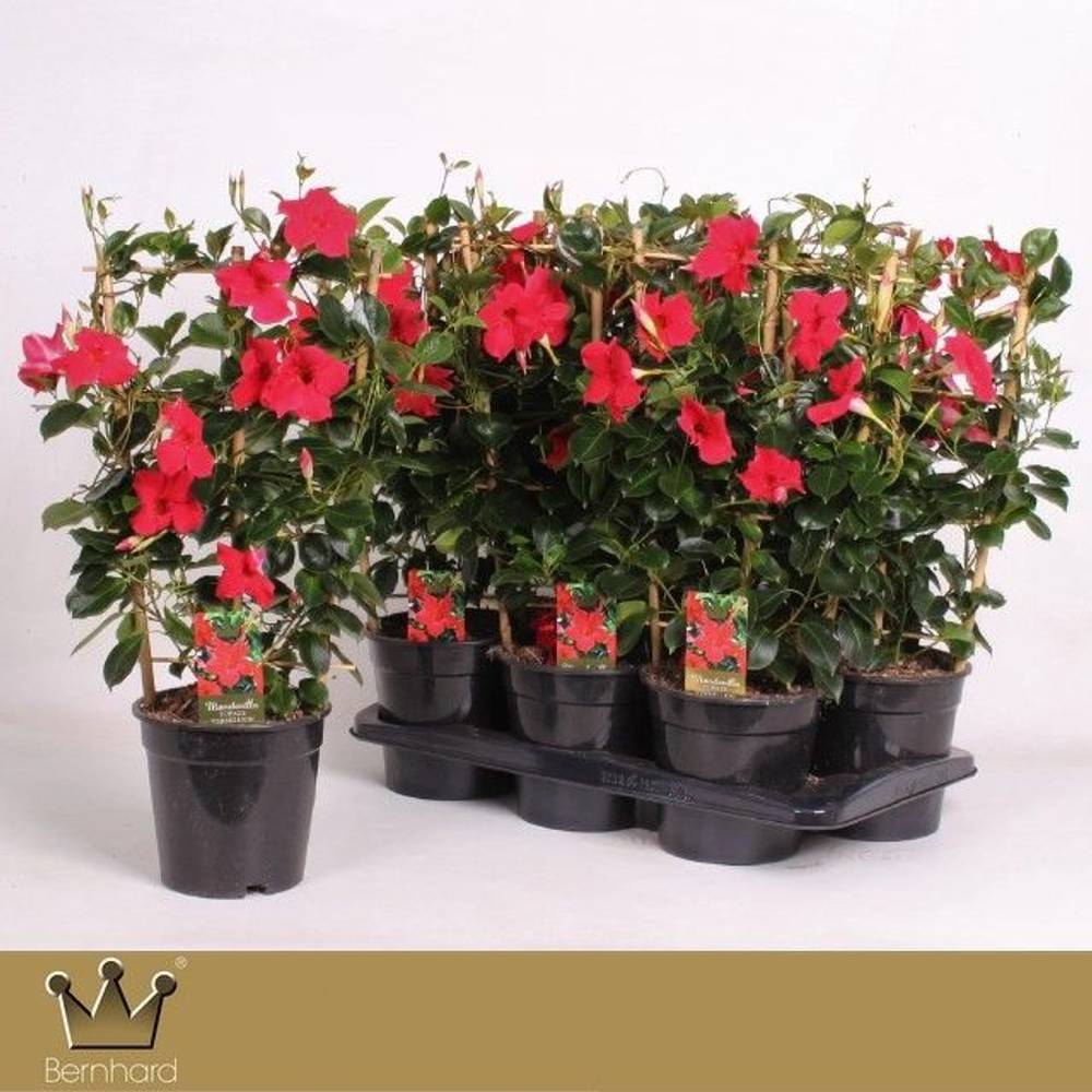 Mandeville dunkel rot am Reck T17 H060