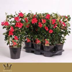 Mandeville dunkel rot am Reck T17 H060