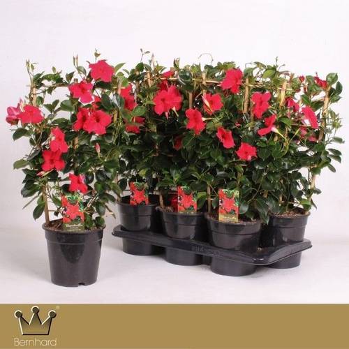 Mandeville dunkel rot am Reck T17 H060