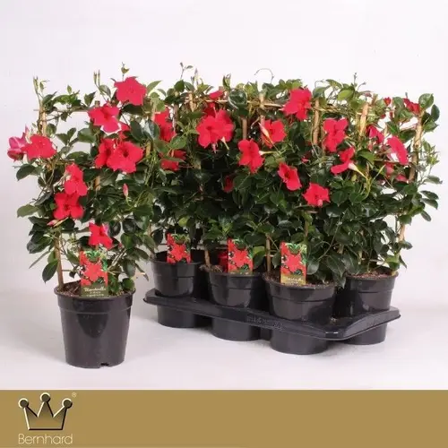 Mandeville dunkel rot am Reck T17 H060