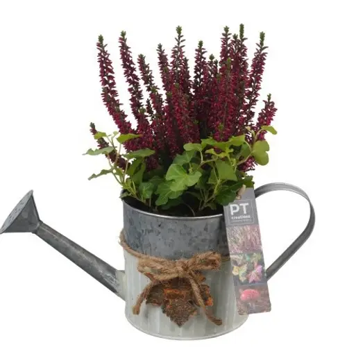 Garten.Arr PTHO4058 Herbst T12 H028