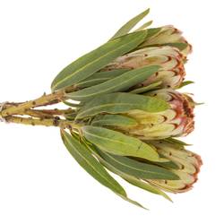 Protea creme Aurumn 40cm