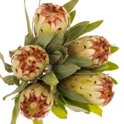 Protea creme Aurumn 40cm
