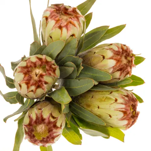 Protea creme Aurumn 40cm