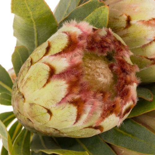 Protea creme Aurumn 40cm