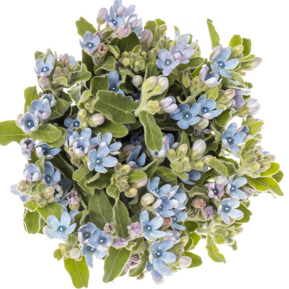 Oxypetalum hell blau 55cm