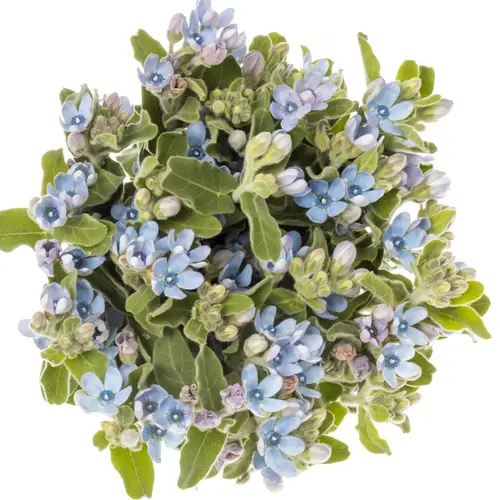 Oxypetalum hell blau 55cm