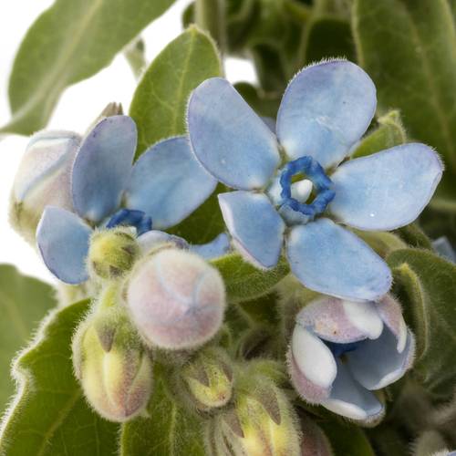 Oxypetalum hell blau 55cm