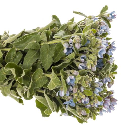Oxypetalum hell blau 55cm