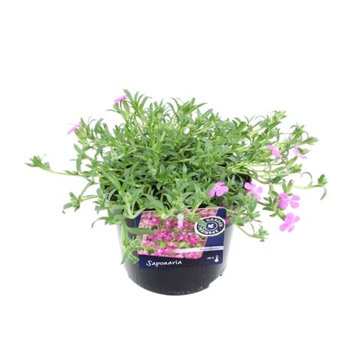 Saponaria Bressing T13 H20