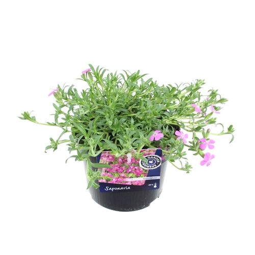 Saponaria Bressing T13 H20