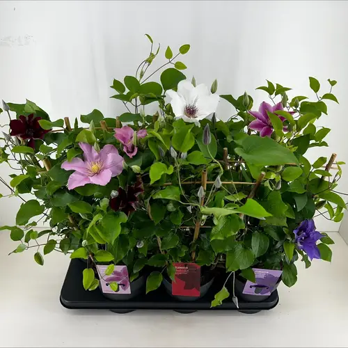 Clematis mix Boulevard T15 H050