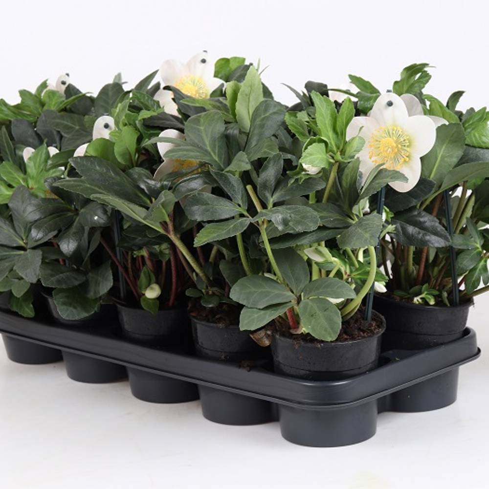 Helleborus Niger Weihn. Angebot T12 H025