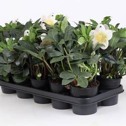 Helleborus Niger Weihn. Angebot T12 H025