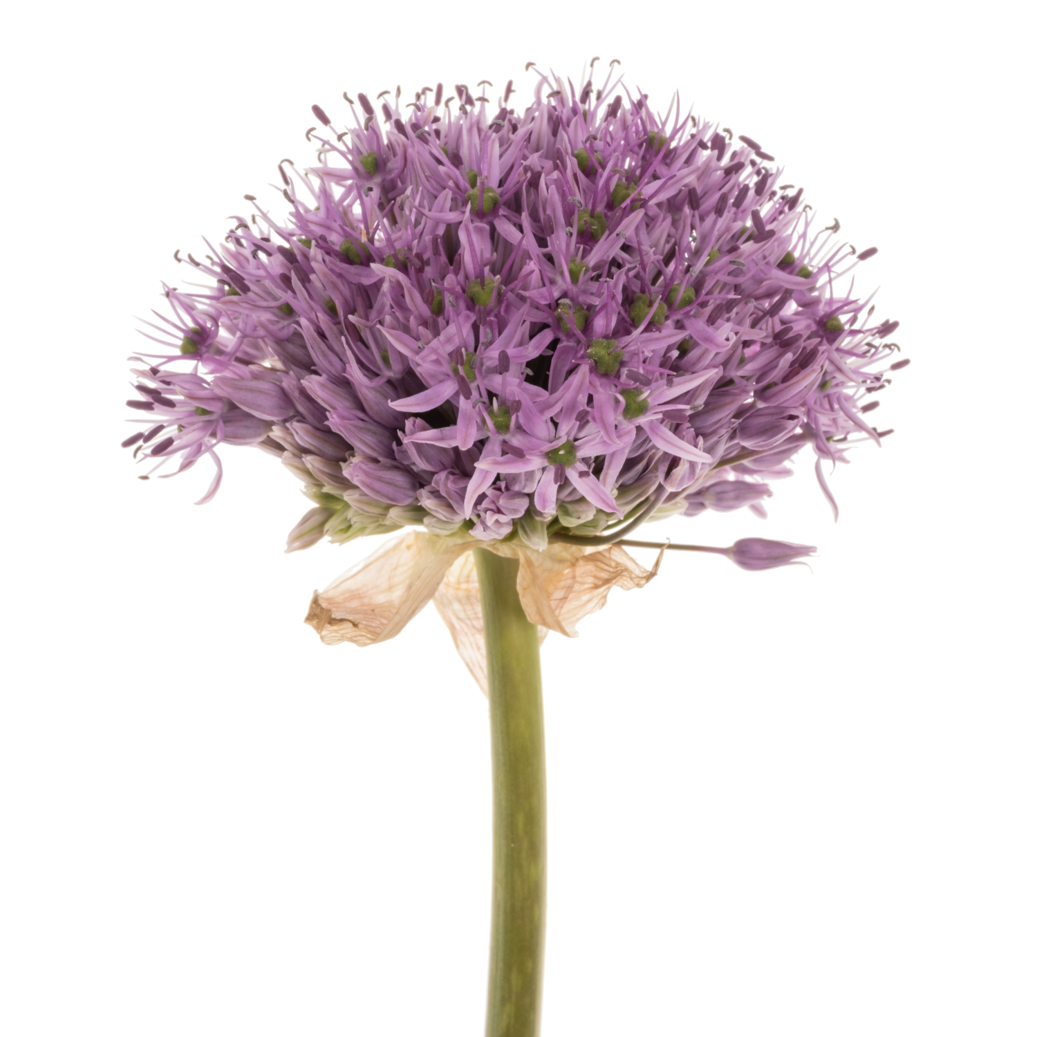 Allium lila Gladiator extra 85cm