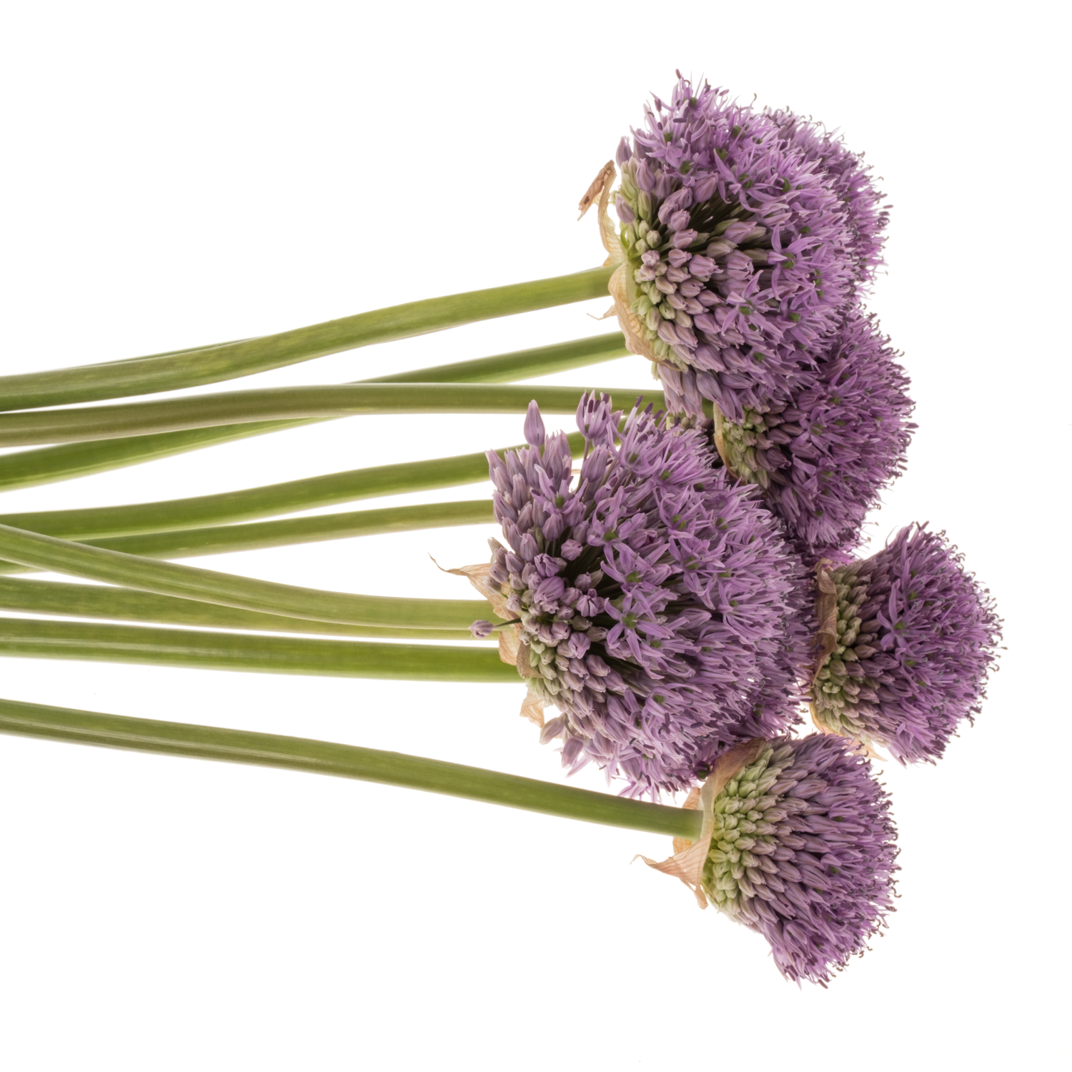 Allium lila Gladiator extra 85cm