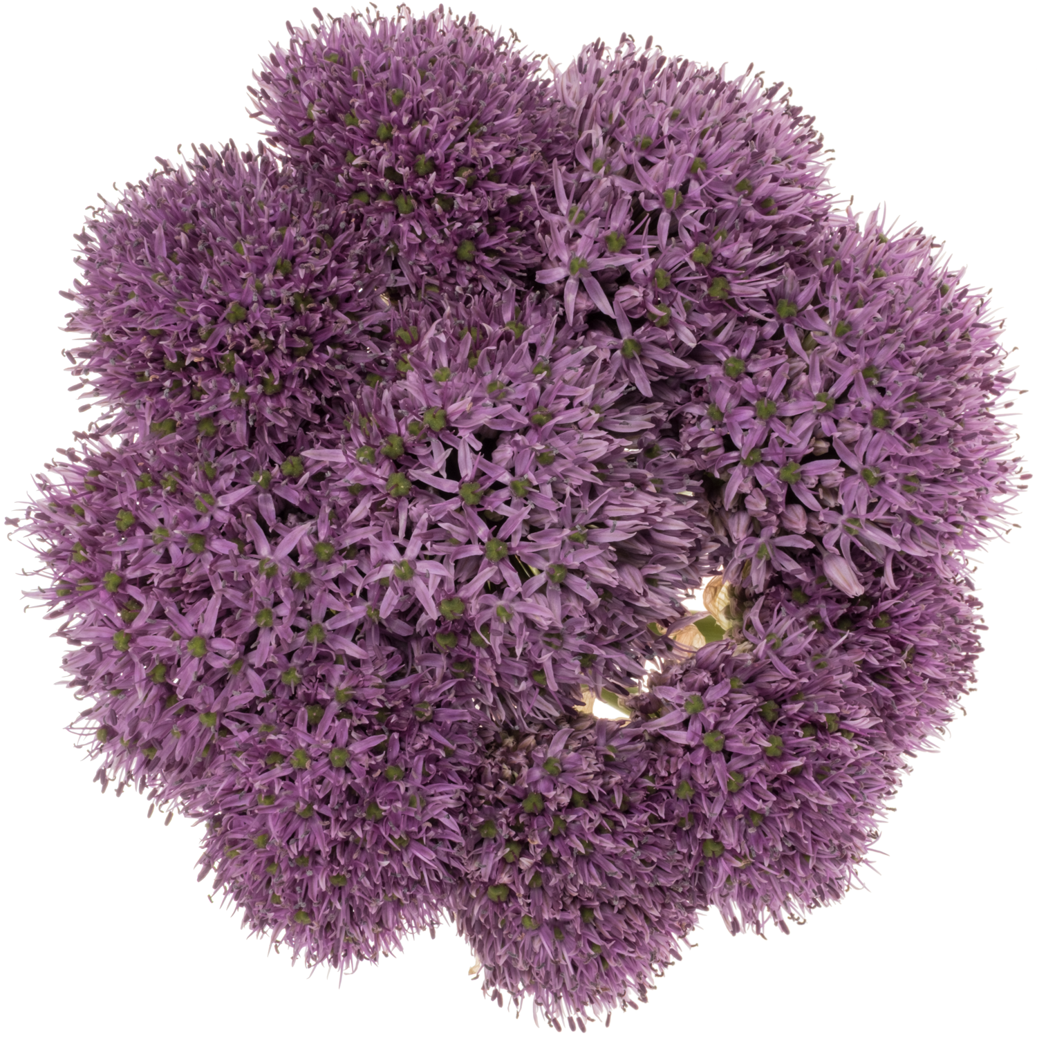 Allium lila Gladiator extra 85cm