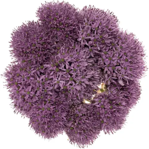 Allium lila Gladiator extra 85cm